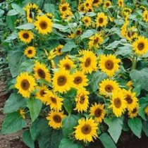 Sunflower Single Miniature Seed 