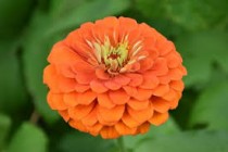 Zinnia Double Orange Seed