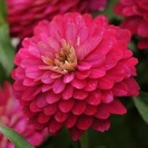 Zinnia Double Pink Seed