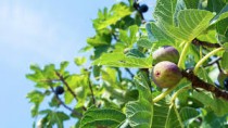 Fig (Anjeer) Plant