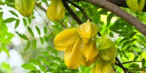 Starfruit (Kamrakh) Plant