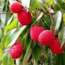 Litchi (Lychee) Plant