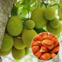 Jackfruit (Katahal) Plant