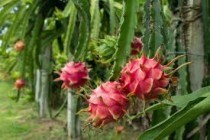 Dragon Fruit plant