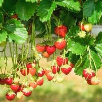 Strawberry Plant