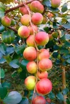 Apple ber plant