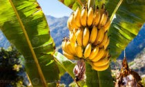 Banana ( Kela) Plant