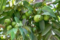 Amrood (Guava) Plant