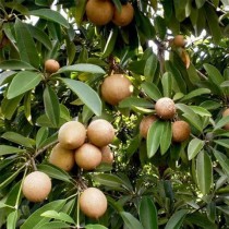 Cheeku  (Sapota) Plant