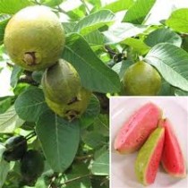 Thai Guava (Amrood) Plant
