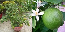 Mosambi (sweet lime) Plant 