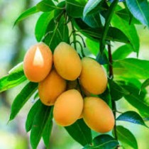 Mango All Time (Aam) Plant