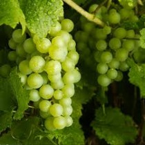 Grapes Green (Angoor) Plant