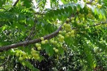 Amla (Gooseberry) Plant