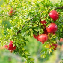 Anar (Pomegranate) Plant
