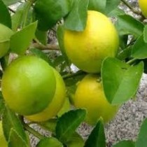 Mosambi (sweet lime) Plant 