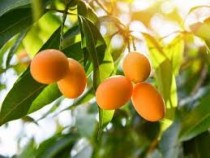 Mango Amarpali (Aam) Plant