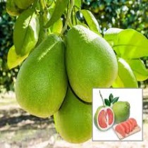 Chakotra Plant  (Pomelo) Plant