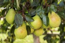 Nashpati (Pear) Plant