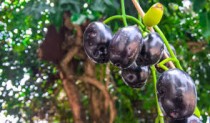 Jamun  Plant
