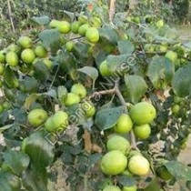 Ber (Jujube) Plant