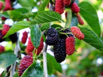 Mulberry ( Shehtoot) Plant