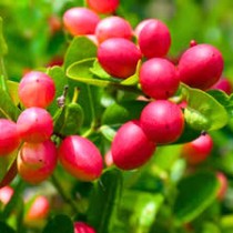 Karonda (Bengal currant) Plant