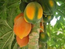 Papaya (Papita) Plant
