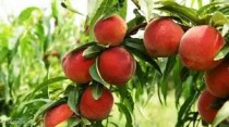 Aadu (Peach) Plant