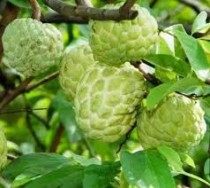 Custard Apple (Sharipha) Plant