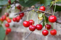 Cherry Plant