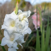 Gladiolus (White) - Bulbs 