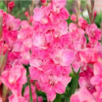 Gladiolus (Pink) - Bulbs