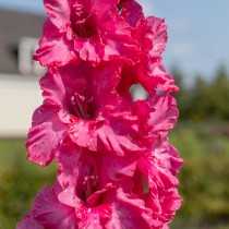 Gladiolus (Dark Pink) - Bulbs