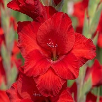 Gladiolus (Red) - Bulbs