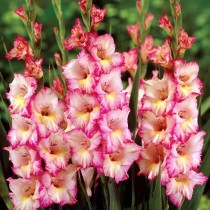 Gladiolus (White Pink) - Bulbs