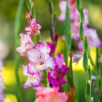 Gladiolus (White Pink) - Bulbs