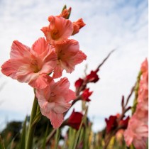 Gladiolus Bulbs Assorted Color Set of 5 