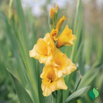 Gladiolus (Yellow) - Bulbs