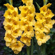 Gladiolus (Yellow) - Bulbs