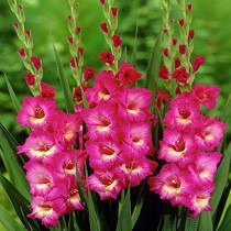 Gladiolus (Dark Pink) - Bulbs