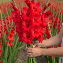 Gladiolus (Red) - Bulbs