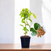 Cinnamon  Dalchini Plant