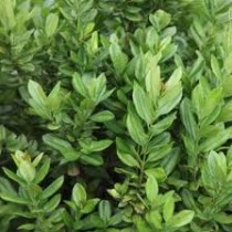 All Spice Plant
