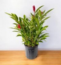 Ginger Plant