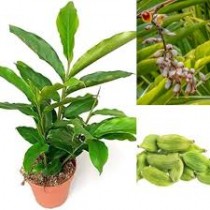 Elaichi (Cardamom) Plant