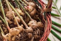 Ginger Plant