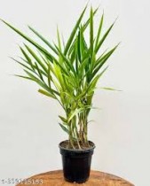 Elaichi (Cardamom) Plant