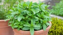 Common Mint( pudina) Plant