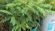 Curry Patta Plant